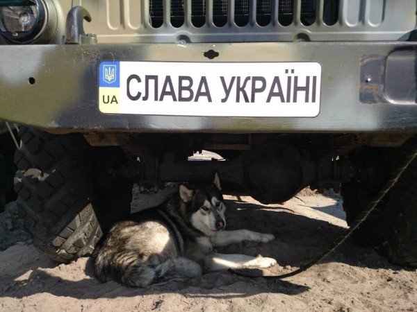 Чим займаються на Донбасі найкращі друзі бійців АТО - 12 - фото 16