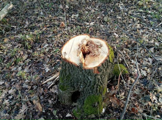 На Харківщині знищили дерев на півмільйона гривень - фото 1