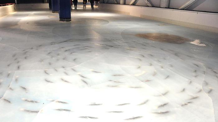 У Японії закрили ковзанка, творці якого вморозили у кригу п'ять тисяч риб (ФОТО) - фото 2