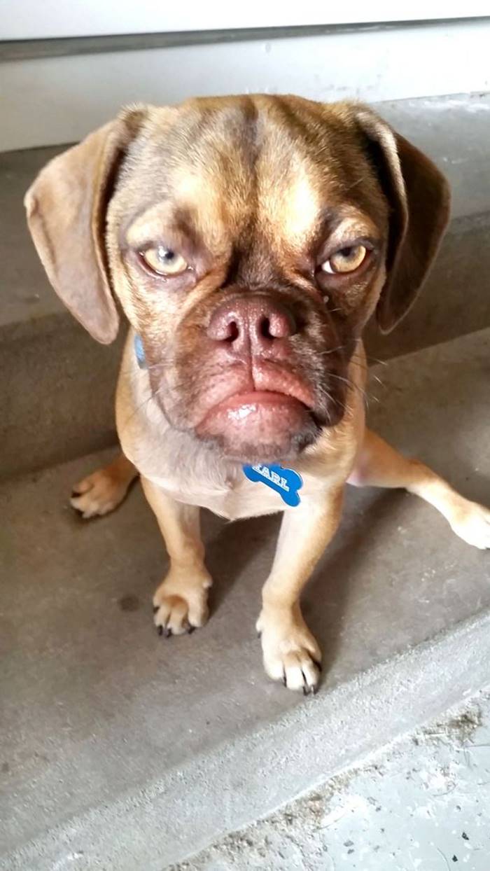 Як виглядає найпохмуріший пес інтернету - фото 3