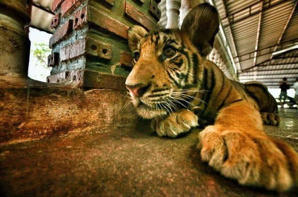 У Таїланді знають, як приручити тигрів - фото 3