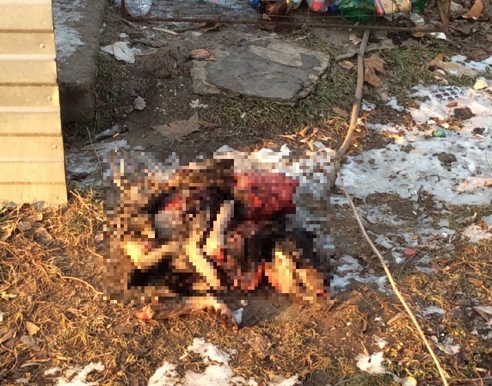 Труп по-звірячому вбитого собаки шокував жителів Мелітополя - фото 1