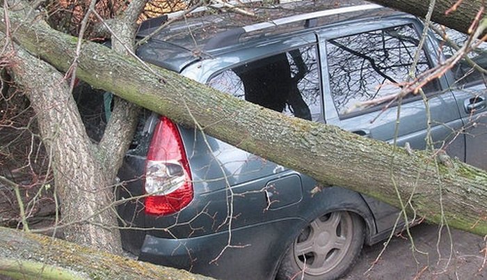 Як дерево розтрощило автомобіль у Рівному (ФОТО) - фото 1