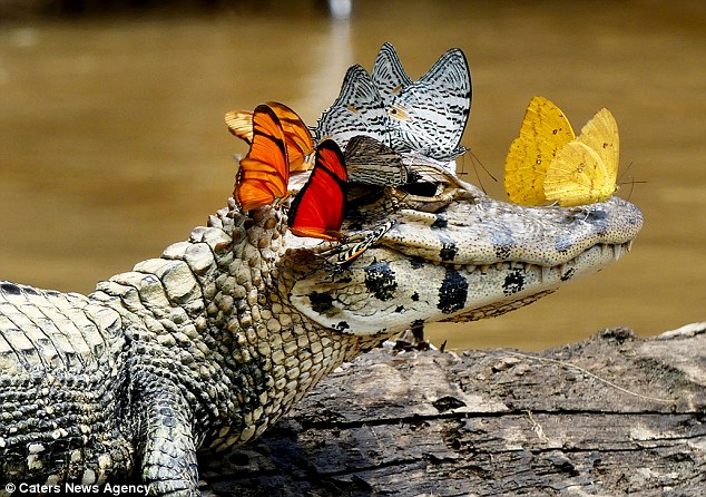 "Ловець щастя": Мережу підірвало фото крокодила з метелеками - фото 1