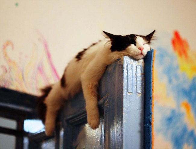 Докази того, що тільки котам підвладне мистецтво витонченого сну - фото 9