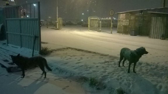 Як столичних собак засипає снігом - фото 1