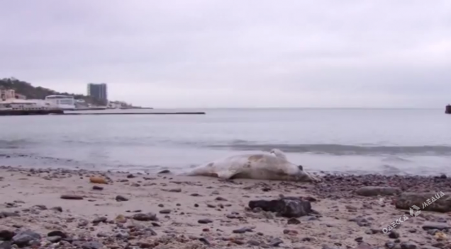 На берег Одеси викинуло тіло мертвого дельфіна (ФОТО) - фото 2