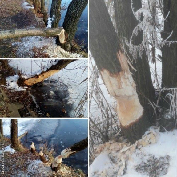 У Києві активізувалися бобри: Дерева падають, як доміно  - фото 1