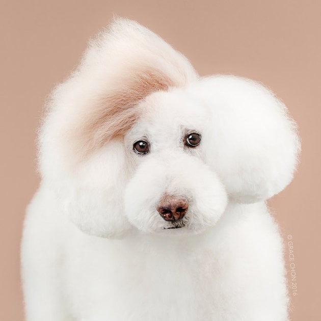Сім переконливих причин, чому собаці потрібен особистий перукар - фото 2