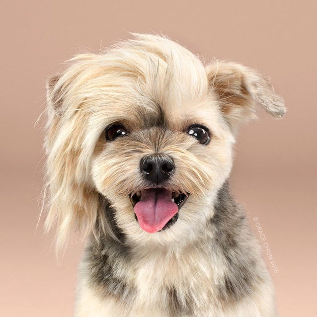 Сім переконливих причин, чому собаці потрібен особистий перукар - фото 12
