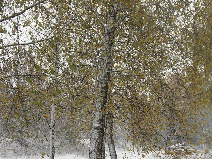 На Чернігівщині випав перший сніг, Сумщина наступна  - фото 1
