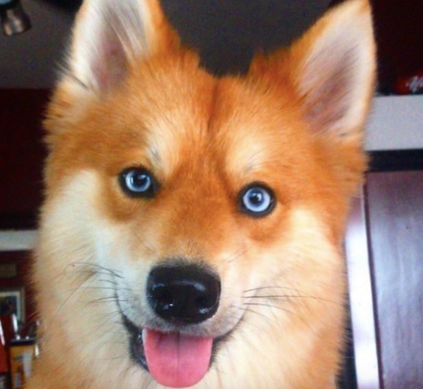 У мережі показали найкрасивішого у світі собаку - фото 7