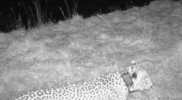На Кубань найбільш скритний леопард потрапив у фотопастку (ФОТО) - фото 1