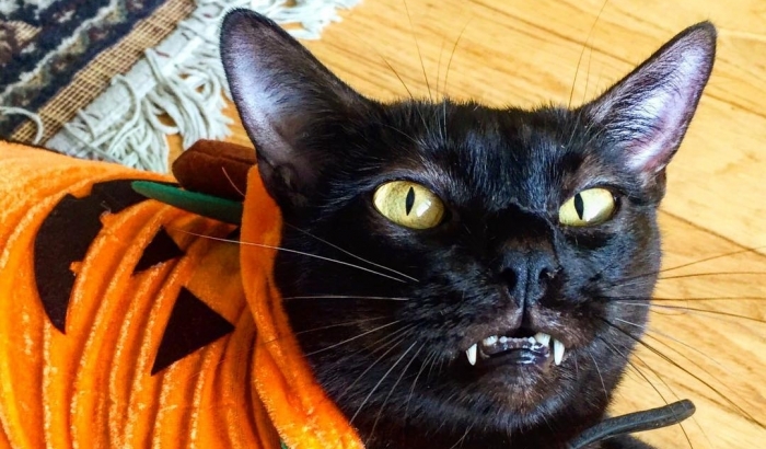 Мережу підкорив кіт з ікламі вампіра (ФОТО) - фото 1