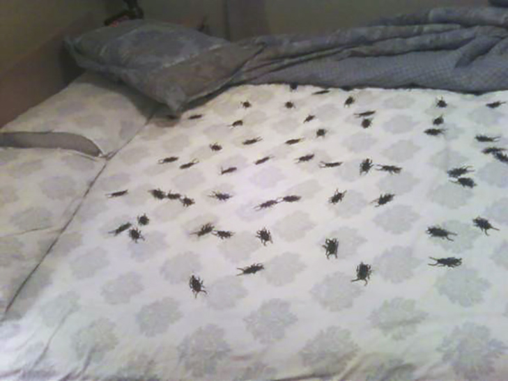 тараканы в постели – один из розыгрышей на Хэллоуин