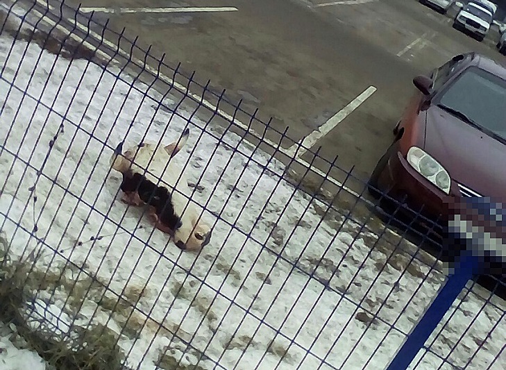 На Росії на парковці гіпермаркету знайшли відрубану голову корови (ФОТО) - фото 1