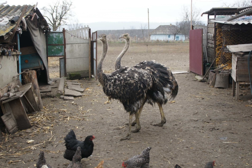 На сільському подвір’ї жителя Вінниччини пасуться страуси, фазани і дика свиня  - фото 4