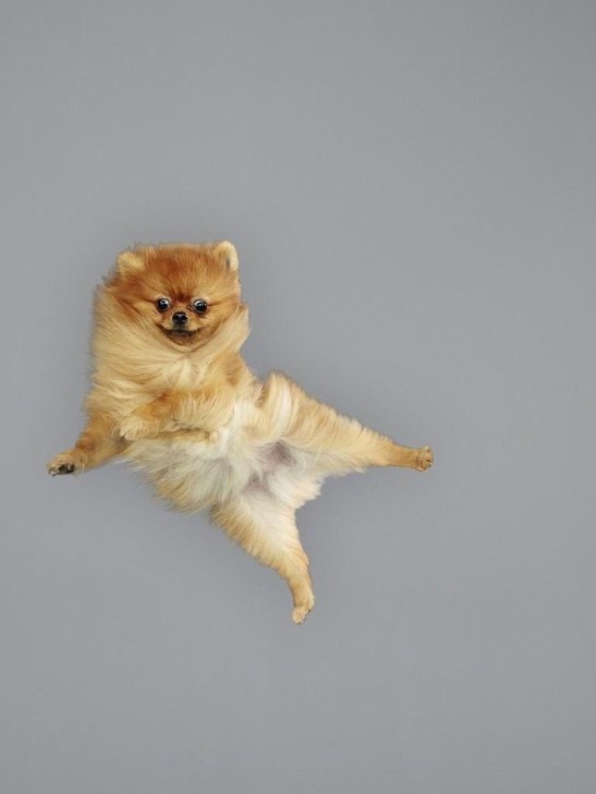 Як кумедно виглядають літаючі пси - фото 9