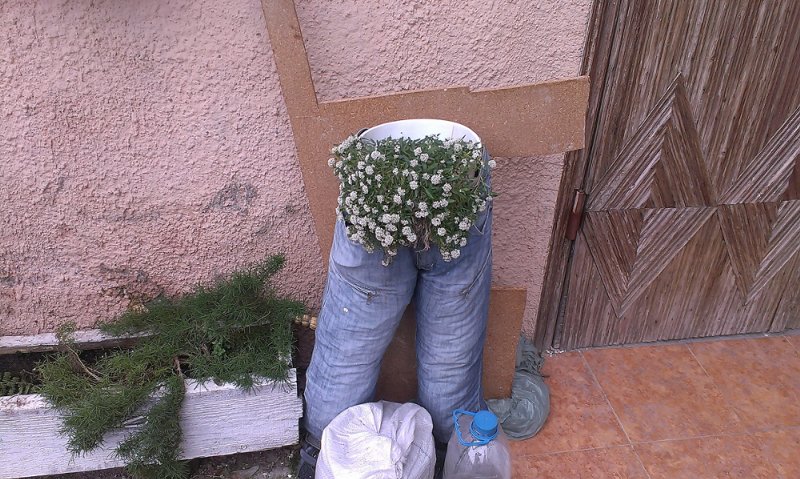 У дворі на одеській Молдаванці мешканці креативно "одягнули" рослини (ФОТО) - фото 1
