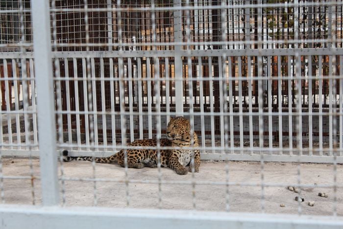 Який леопард налякав маріупольців (ФОТО) - фото 4