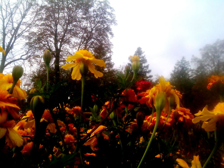 Аномальна осінь: На Полтавщині буяє весняний цвіт - фото 14