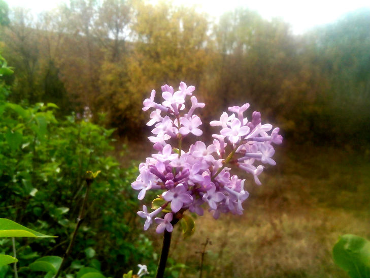 Аномальна осінь: На Полтавщині буяє весняний цвіт - фото 4