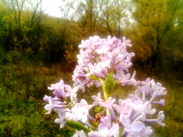 Аномальна осінь: На Полтавщині буяє весняний цвіт - фото 1