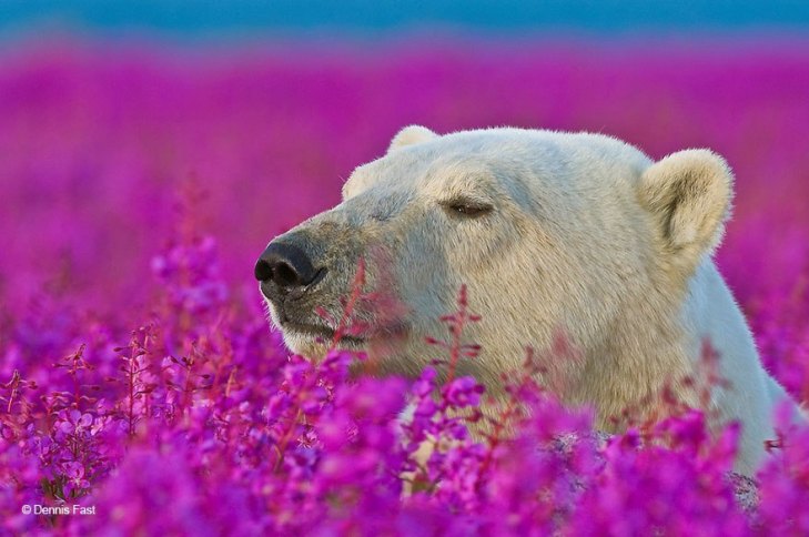 Як романтично виглядають білі ведмеді у квітах - фото 5