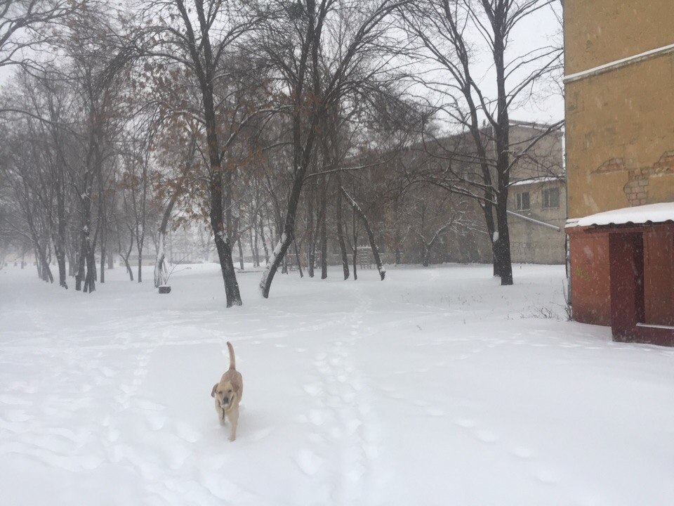 Харків засипало снігом: мешканці міста скаржаться на комунальників (ФОТО)  - фото 1