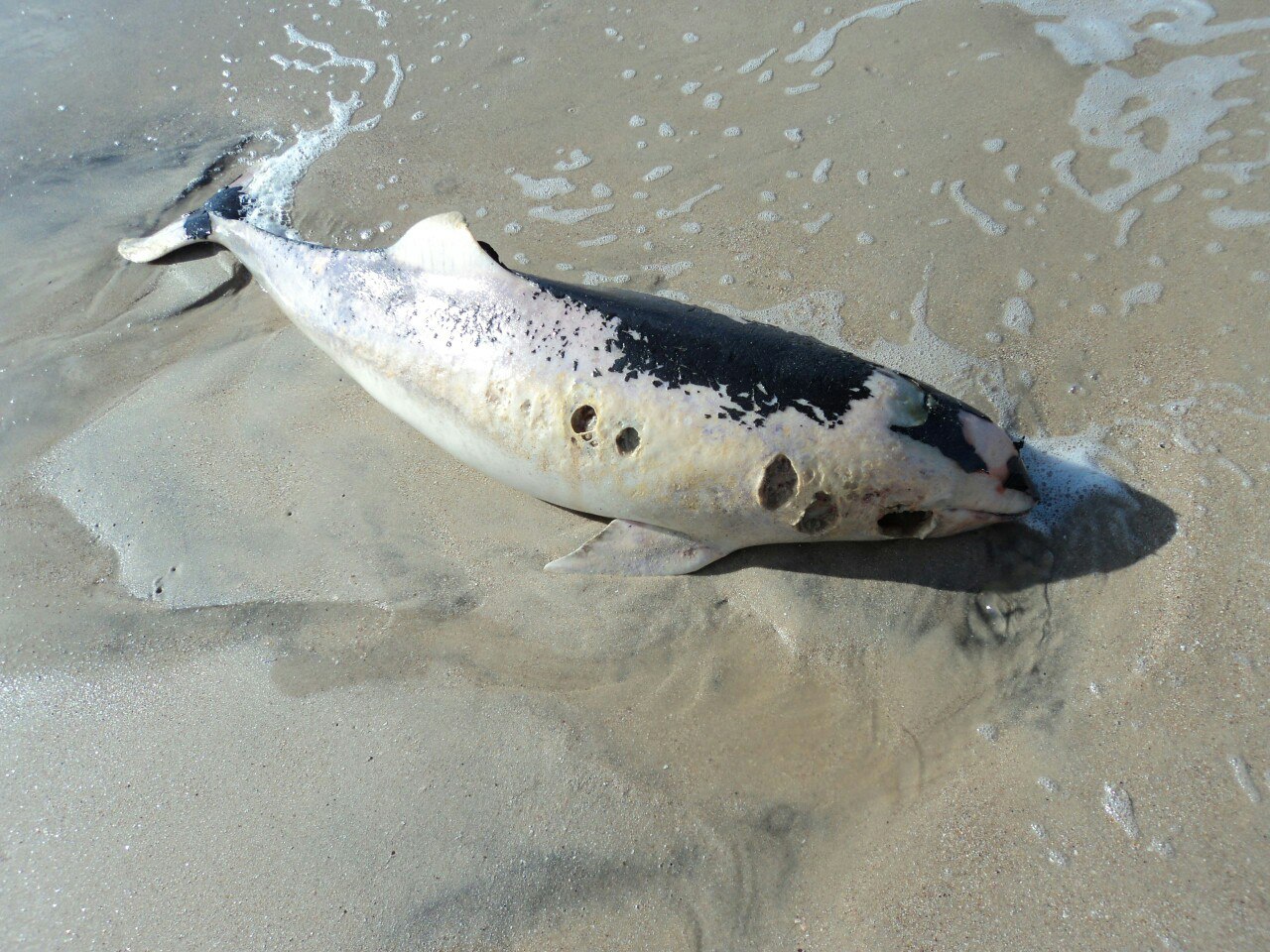 На Запоріжжі на березі знов знайшли мертвого дельфіна - фото 1