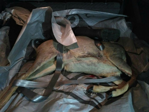 На Тячівщині спіймали браконьєра з косулею у багажнику - фото 2