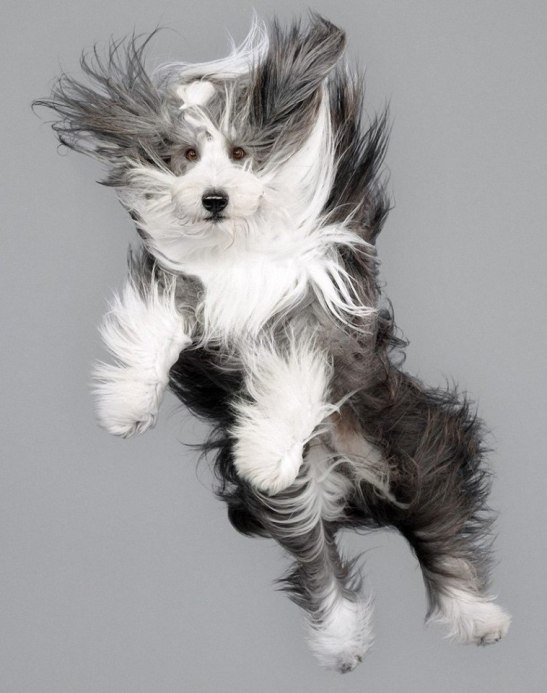Як кумедно виглядають літаючі пси - фото 2