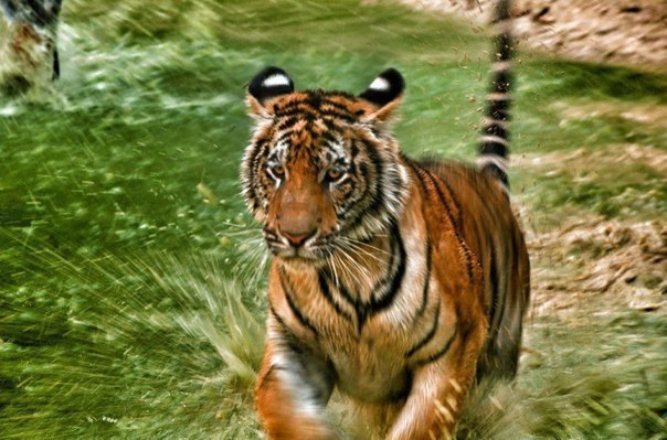 У Таїланді знають, як приручити тигрів - фото 4
