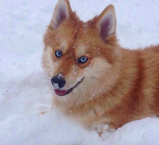 У мережі показали найкрасивішого у світі собаку - фото 1