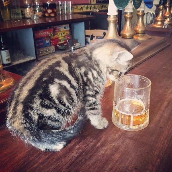 Як виглядає рай для любителів пива і кішок - фото 1