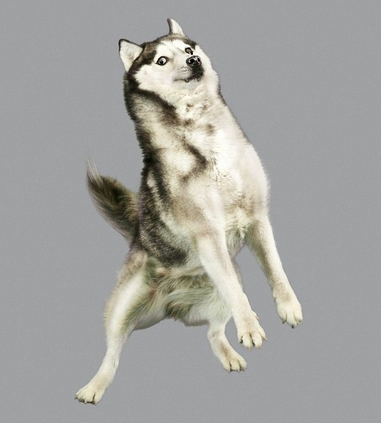 Як кумедно виглядають літаючі пси - фото 1