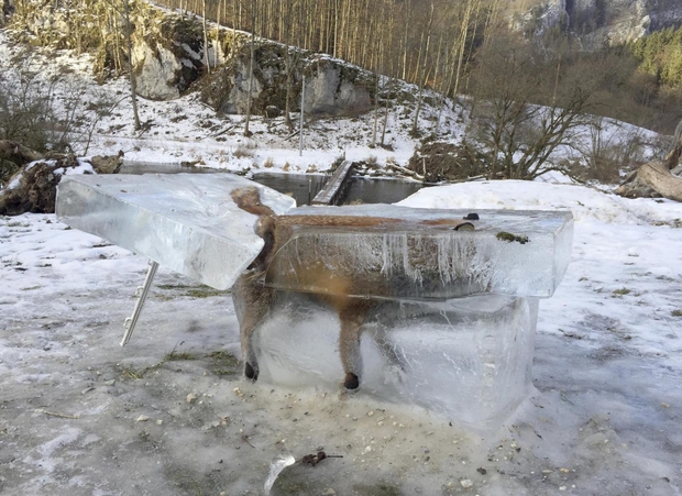 Внаслідок рекордних морозів у Європі лисиця замерзла у кризі (ФОТО 18+) - фото 2