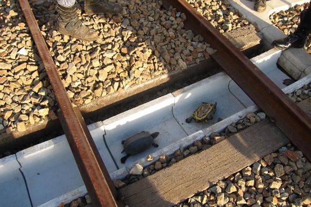 В Японії на залізничних шляхах побудували тунелі для черепах - фото 1