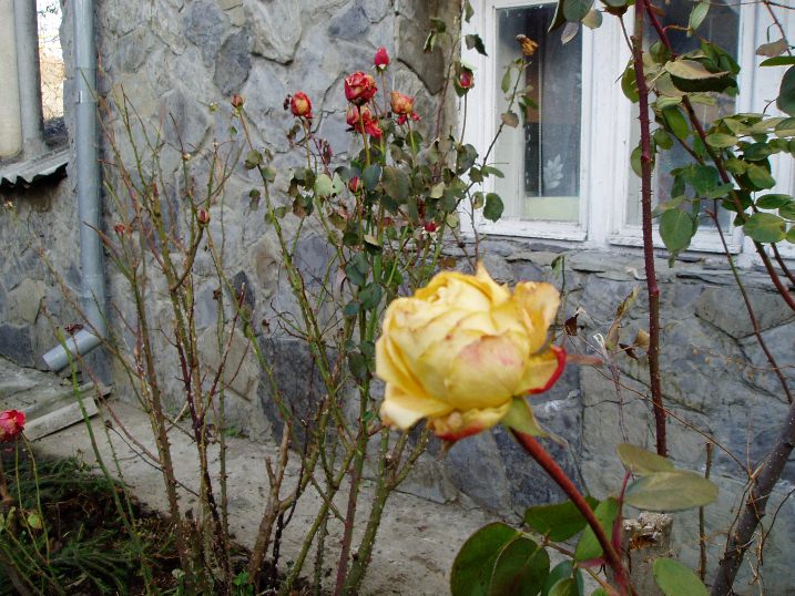 На Закарпатті після негоди зацвіли троянди та польові квіти  - фото 1