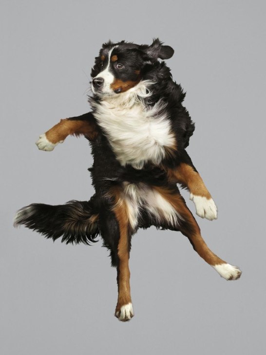 Як кумедно виглядають літаючі пси - фото 7