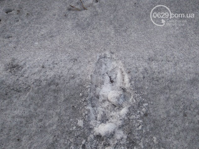 У Маріуполі випав чорний сніг (ФОТО) - фото 3