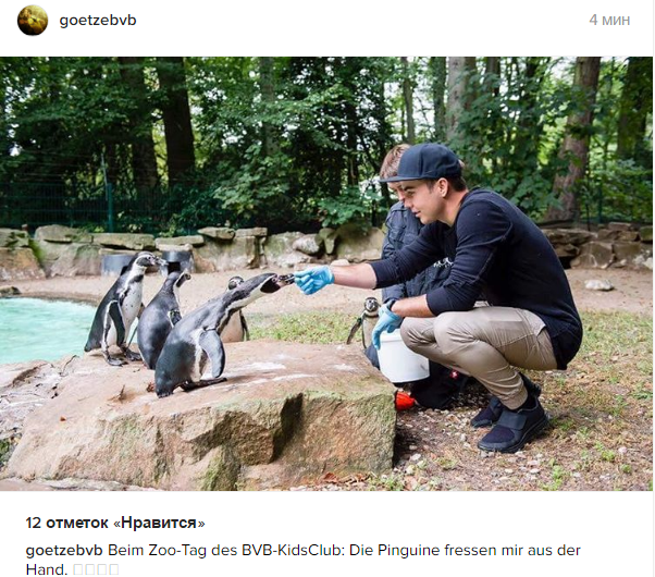 Як зірка "Боруссії" годував пінгвінів - фото 1