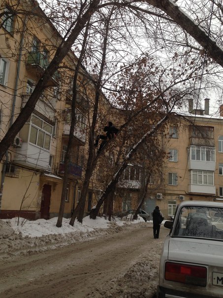 На Росії юнак заліз на дерево, щоб зробити селфі на Nokia 3310 - фото 1