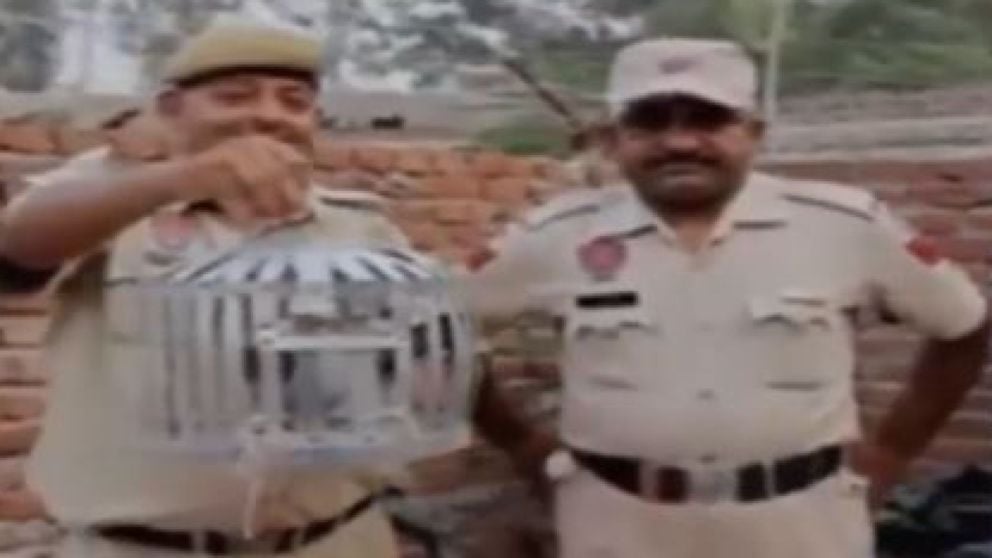 Поліція Індії арештувала голуба за записку з погрозами на адресу прем'єра - фото 1