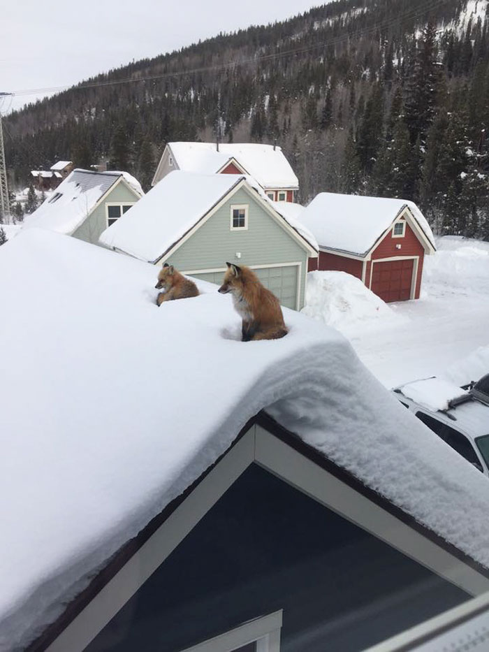 Як дві лисички спочивали на даху будинку - фото 2