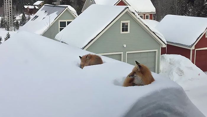 Як дві лисички спочивали на даху будинку - фото 1