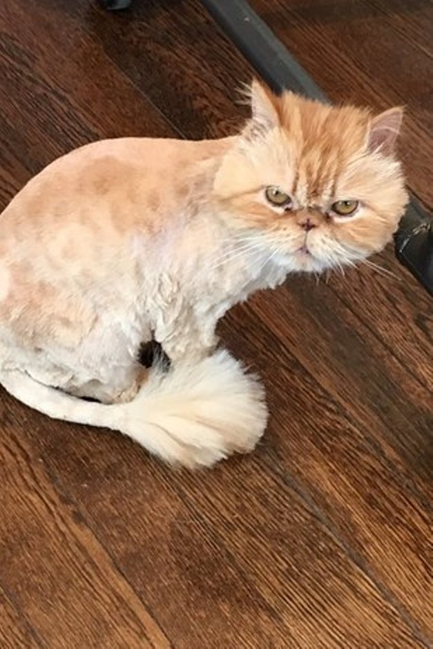 12 котів з невдалими зачісками, котрі точно ненавидять своїх перукарів - фото 12
