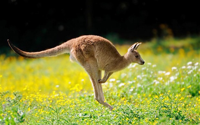 В Австралії кенгуру розбив шибку та стрибнув на ліжко до закоханих  - фото 1