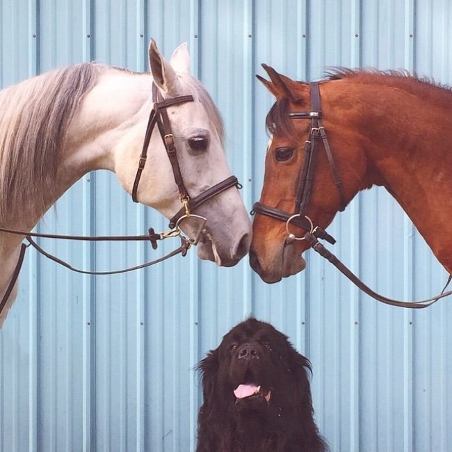 Якою зворушливою може бути дружба між людиною та тваринами - фото 6