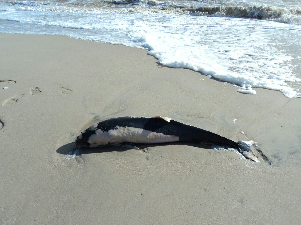 На Запоріжжі на березі знов знайшли мертвого дельфіна - фото 2